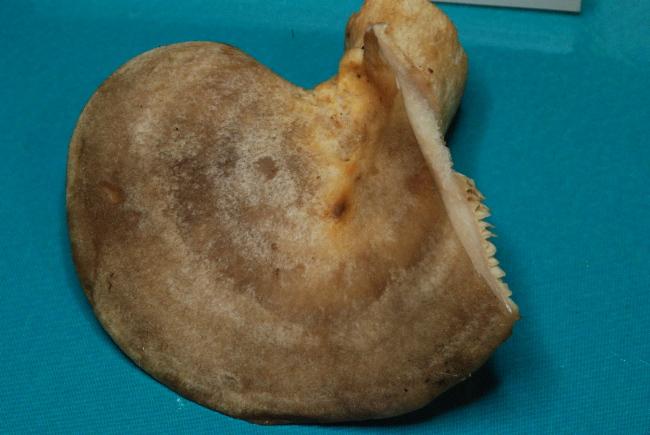 uscita prima della nevicata